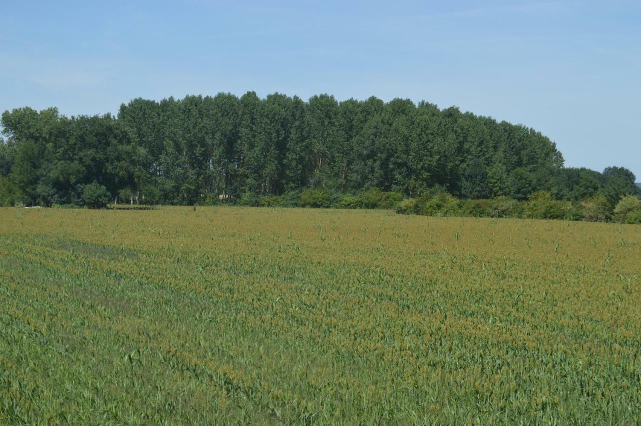 Gite Dans Le Vignoble De Bourgueil Le Port Boulet Exterior foto